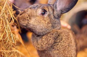 Bauernhof Süßhof - Foto 55