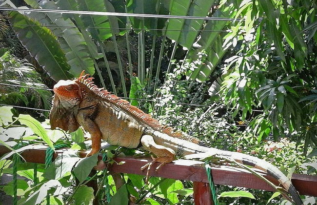 Principe del Pacifico - Foto 48