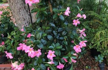 Beverly Hills Celebrity Home - Foto 28