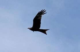 Dépendance du château de Remehan rénovée avec goût - Foto 8