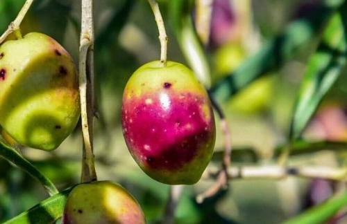Villetta Il Faro sul Mare - Photo 72