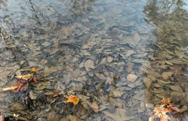 Livin on the Edge Cabin in Albert Pike, Beautiful! - Foto 16