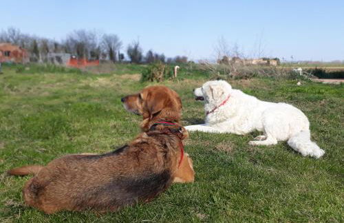 Agriturismo Podere Padolecchie - Azienda Agricola Passerini - Foto 19