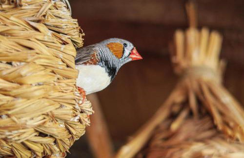 Masia Pou de la Vinya - Photo 53