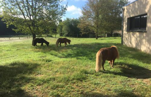 Studio "La Citrie" Terrasse, chevaux et nature - Foto 6
