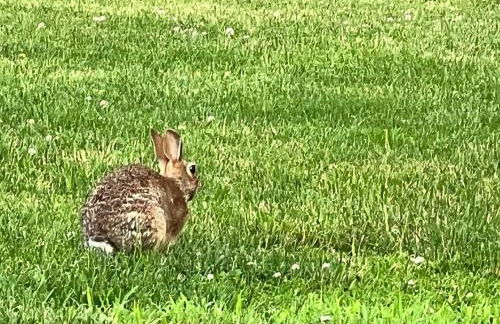 North Fork House for Rent - Photo 76