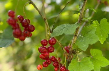 Die grüne Bleibe im Pfälzer Wald - Foto 23