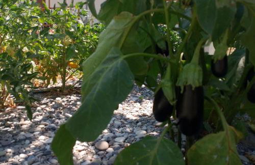 White lilies the house of gourmet flavours - Foto 58