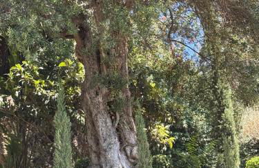 Top Location- Panoramic Villa with Montecarlo Views and Pool - Foto 12