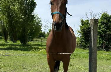 Gîte Ti Ruz - La Cour Chevalier - Foto 24