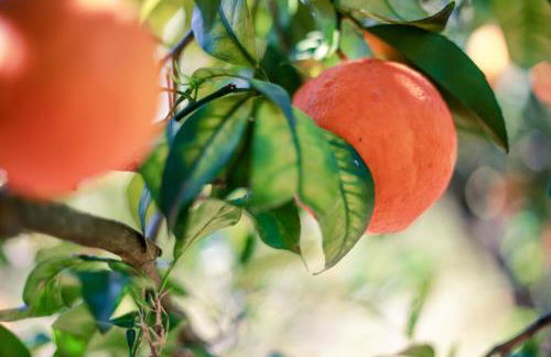 Azienda Agrituristica Il Pago - Foto 38