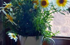 El Rinconcito de Tejeda - Foto 6