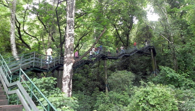 La visite de la plantation - Photo 2