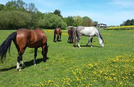 Krügerhof Lübbersdorf - Foto 8