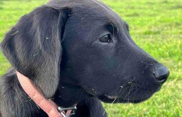 Countryside cottage with private garden & hot tub - Foto 14