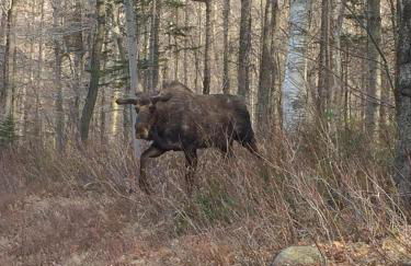 1800ML - As Seen on TV 1 mile from skiing great views hot tub fire pit beach Pool gym passes - Foto 59