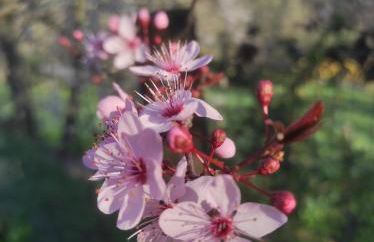 Casas Rurales Camino del Castaño - Foto 53