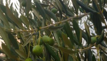 Kuća za odmor Mile - Foto 2