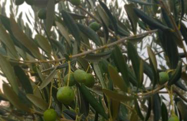 Kuća za odmor Mile - Foto 2