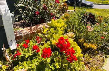 Los Angeles Cherry Blossom - Foto 52