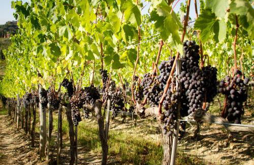 Fattoria Fibbiano - Foto 137