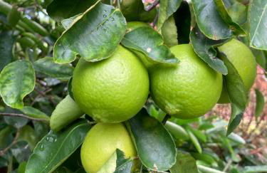 Comfort Nest - Foto 38