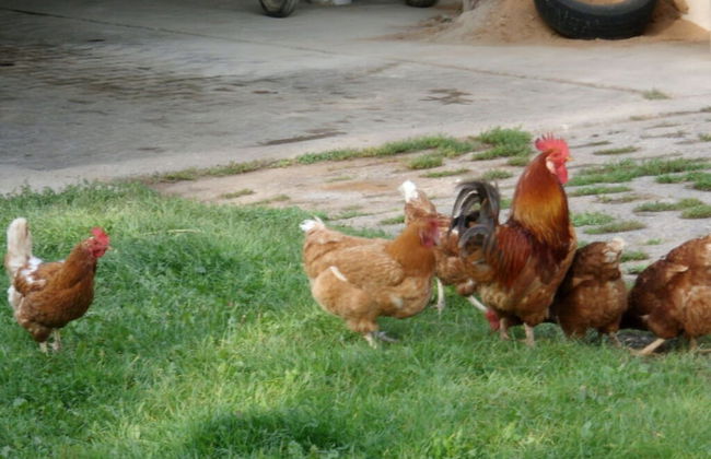 Elbwiesenhaus Modern Retreat - Foto 28