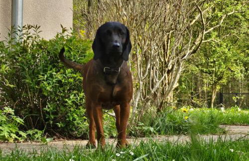 FeWo Am Wald - Foto 26