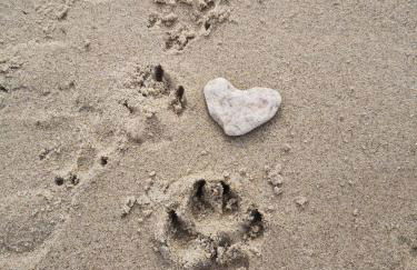 Hof am Meer "Seestern" - Foto 52