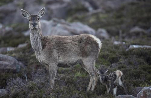 The Drift Shepherds Hut - Foto 15