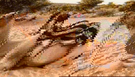 Night in the Thar Desert - Foto 3