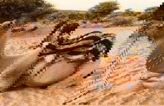 Nuit dans le désert de Thar - Photo 3