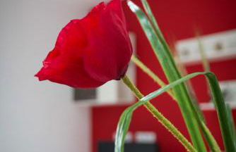 Apartament Bagà - Foto 50