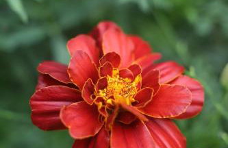 Family Lake House - Foto 45