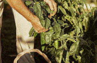 Sikalindi Apulia - Foto 39