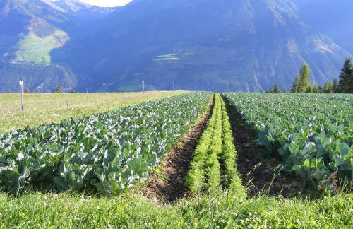 Bio-Bauernhof Mairinghof-Paris - Foto 38
