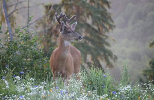 Stunning Mt Rainier Views!tahoma Ridge Cottage - Foto 36