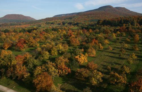 Ferienwohnungen beim Imker - Foto 8