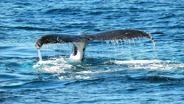 Balena a Baia Malaga
