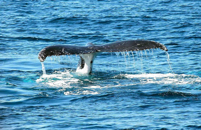 Whale Watching from Cali - Photo 2