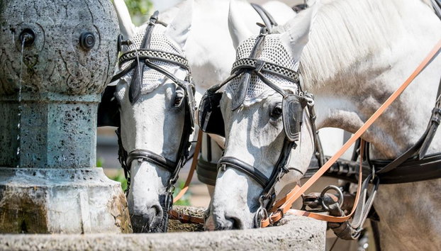 Recorrido a pie privado por Baden-Baden - Foto 3