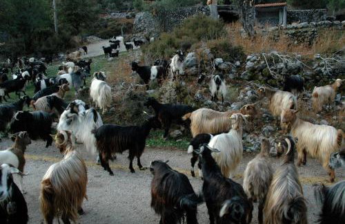 Christos Place-Anidri - Foto 50