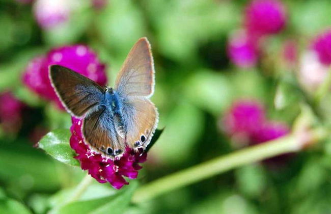 Valle de Furnas, jardín botánico y aguas termales - Foto 6