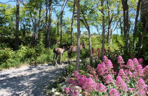 Le Mas de Fournery - Photo 4