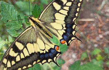 Traditional Creta stone house in serenity village - Foto 72
