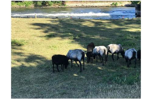 Lovely apartment in Putbus - Foto 26