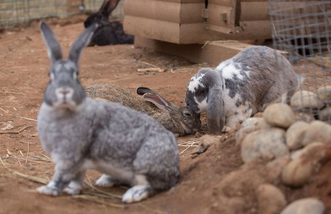 Shishki na Lampushke - Finnish Kalevala - Foto 17