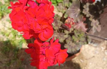 Studio apartman Ivana - Foto 26