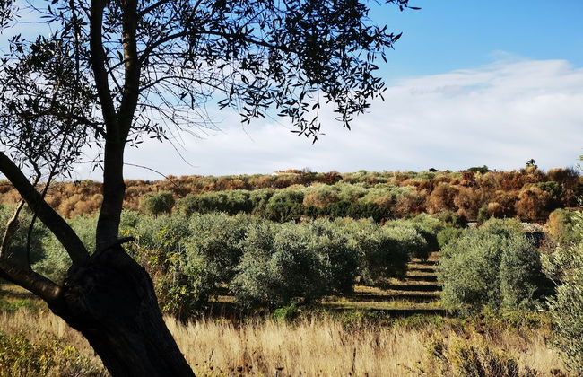 la corte degli ulivi - Foto 65
