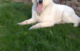 Gites Les Cocottes - Foto 23